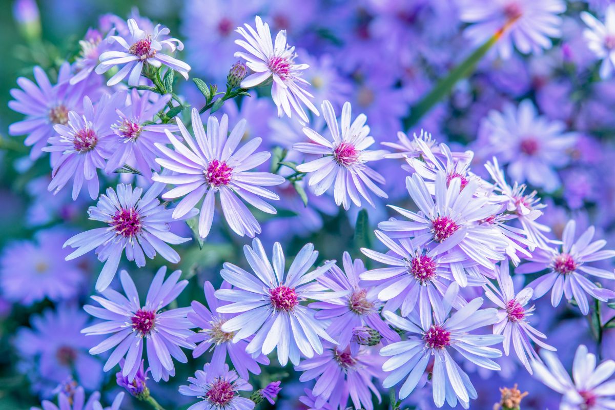 Fleurs d'automne : Zoom sur l'Aster, la fleur violette qu'il faut  absolument planter dans son jardin pour apporter de la couleur - Ctendance