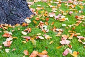 Jardin quand fertiliser sa pelouse en automne et avec quel engrais On vous dit tout !