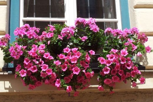 À épingler : Jardin : Voici comment faire hiverner vos géraniums afin de les protéger du gel qui approche !