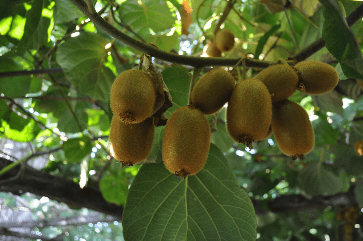 L’actinidia