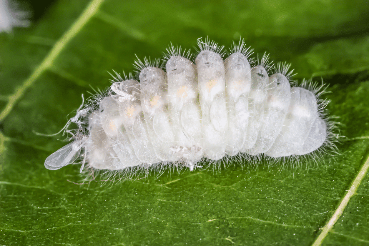 La cochenille