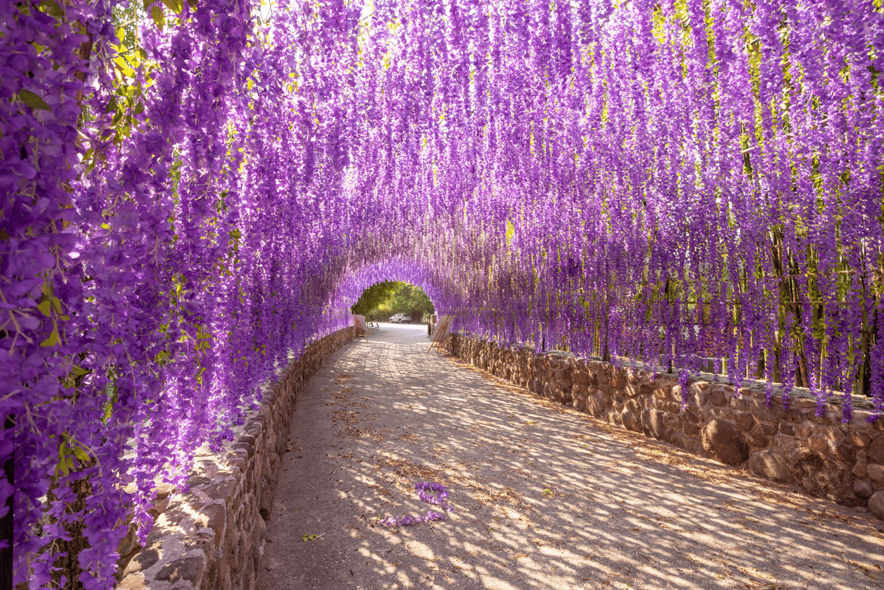 La glycine