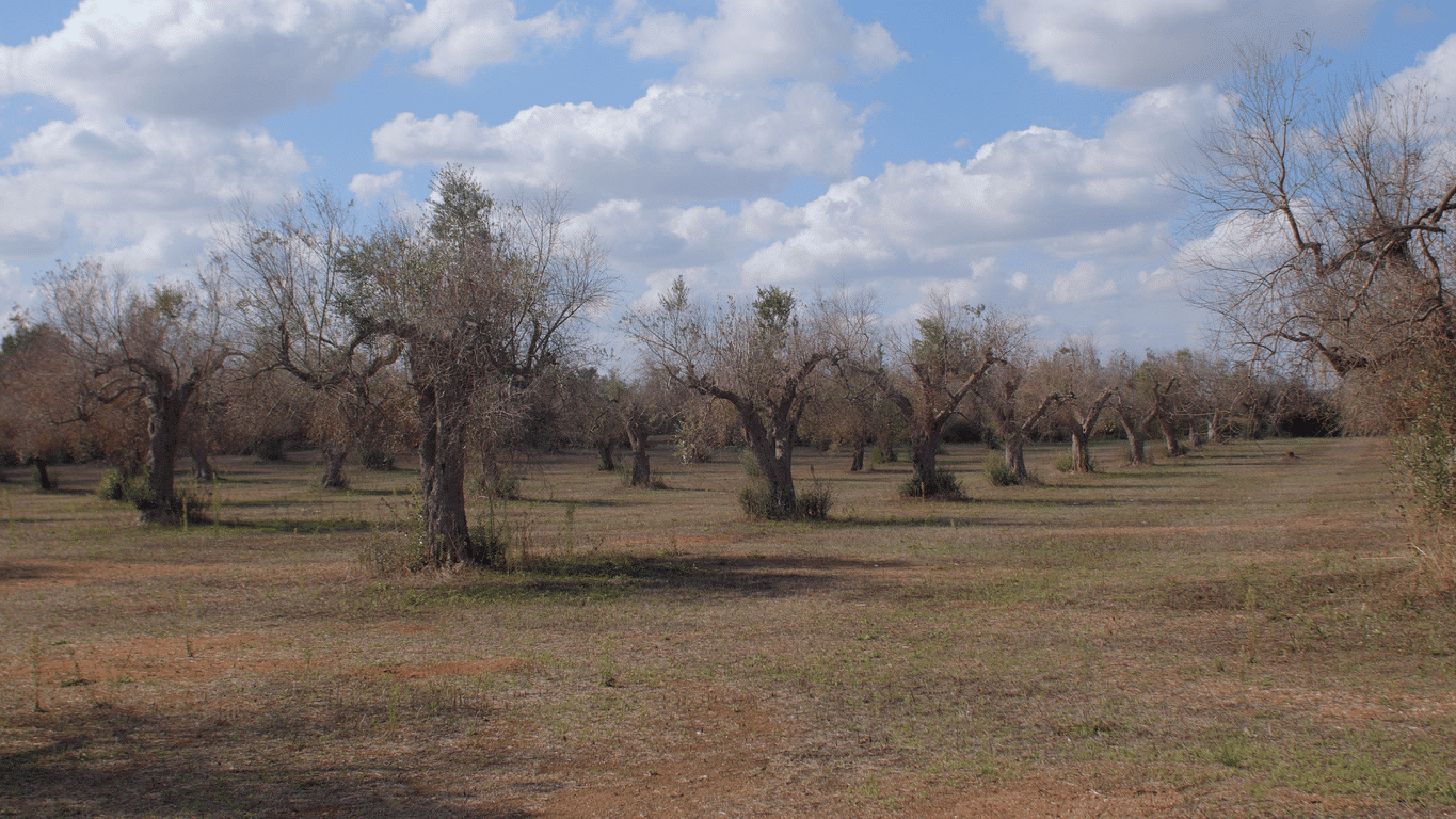 La lèpre de l’olivier