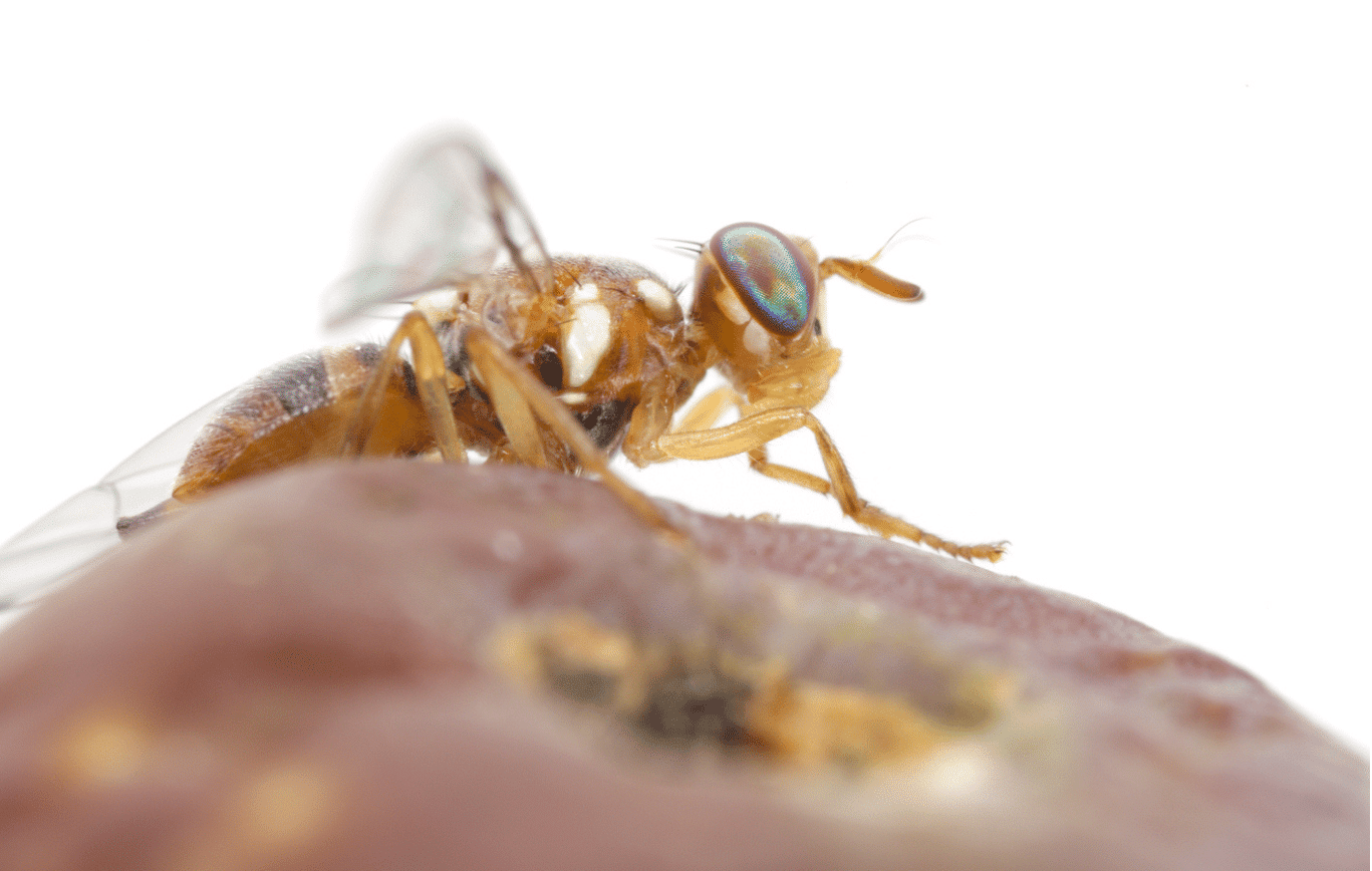 La mouche de l’olivier