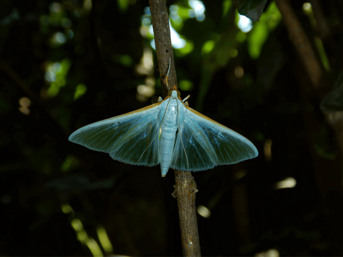 La pyrale du jasmin