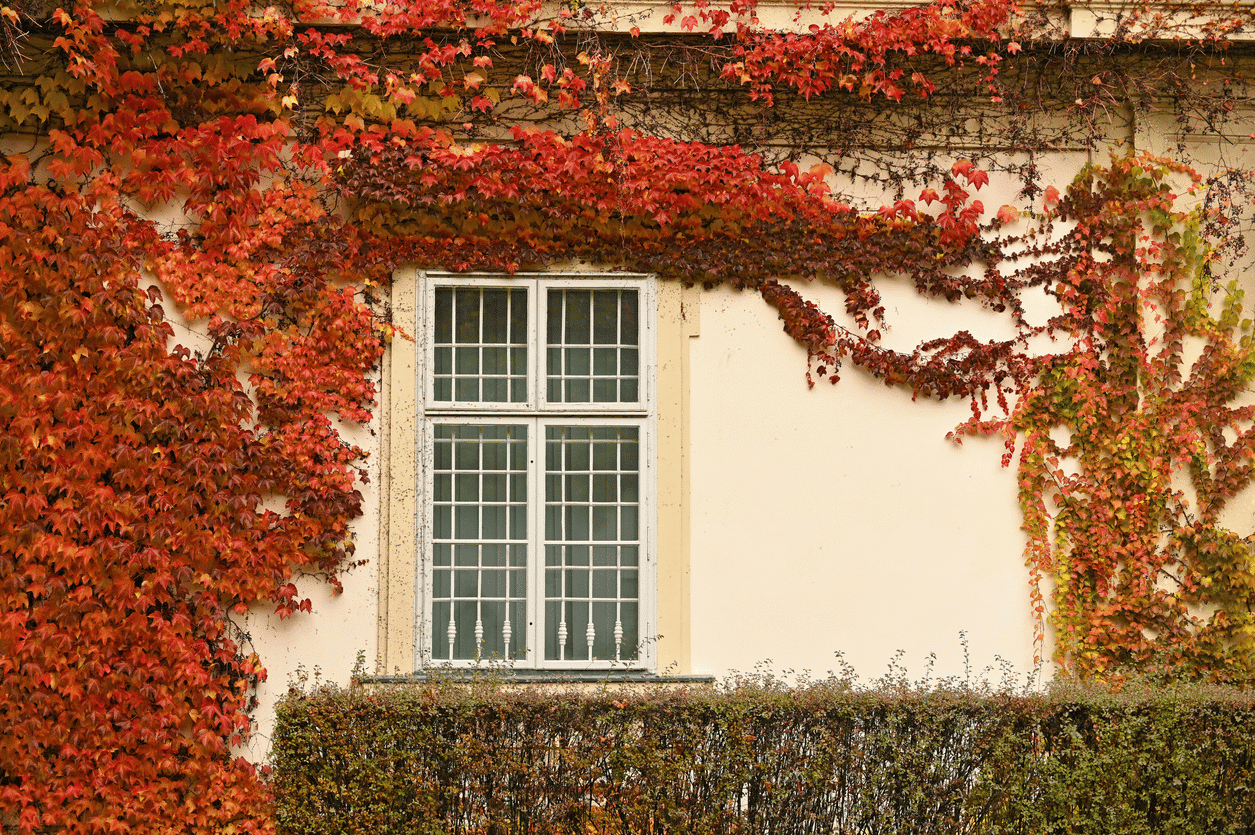 La vigne vierge