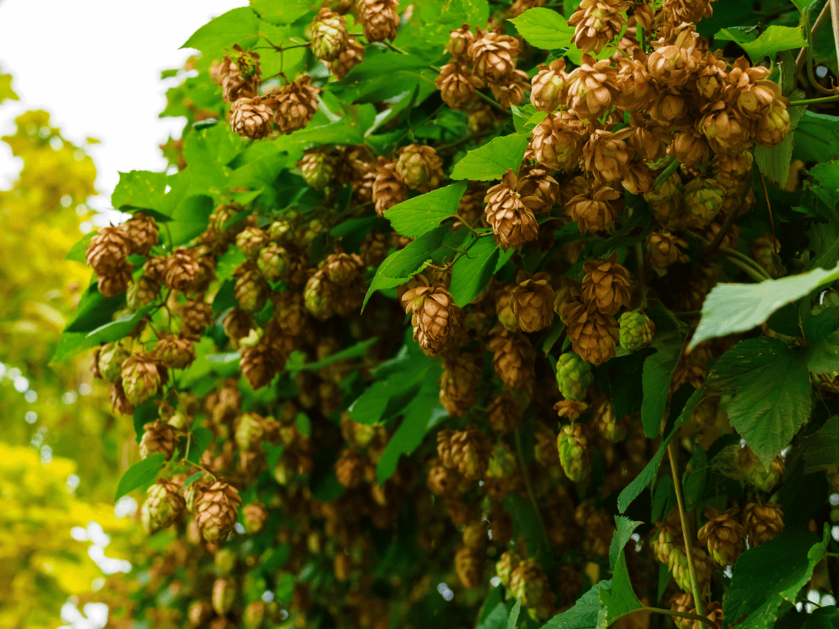 Le houblon doré