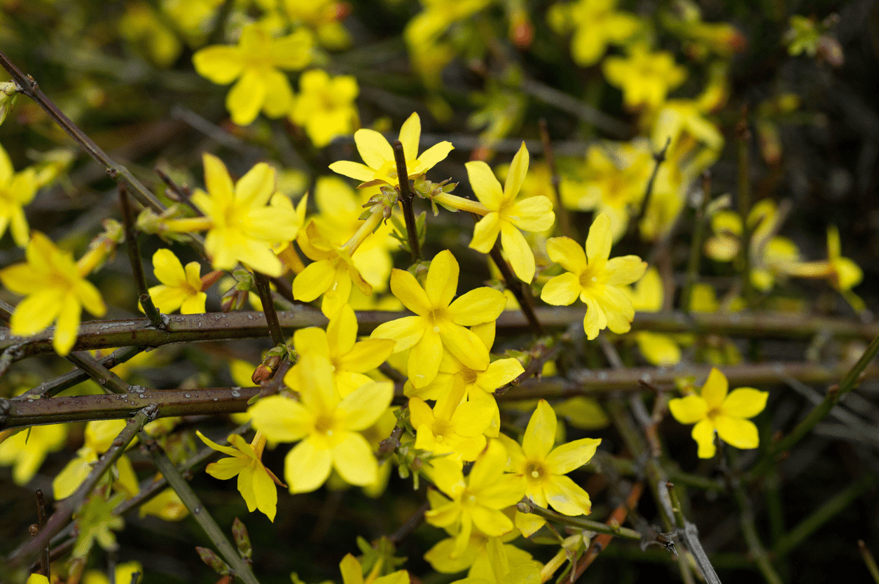 Le jasmin d’hiver