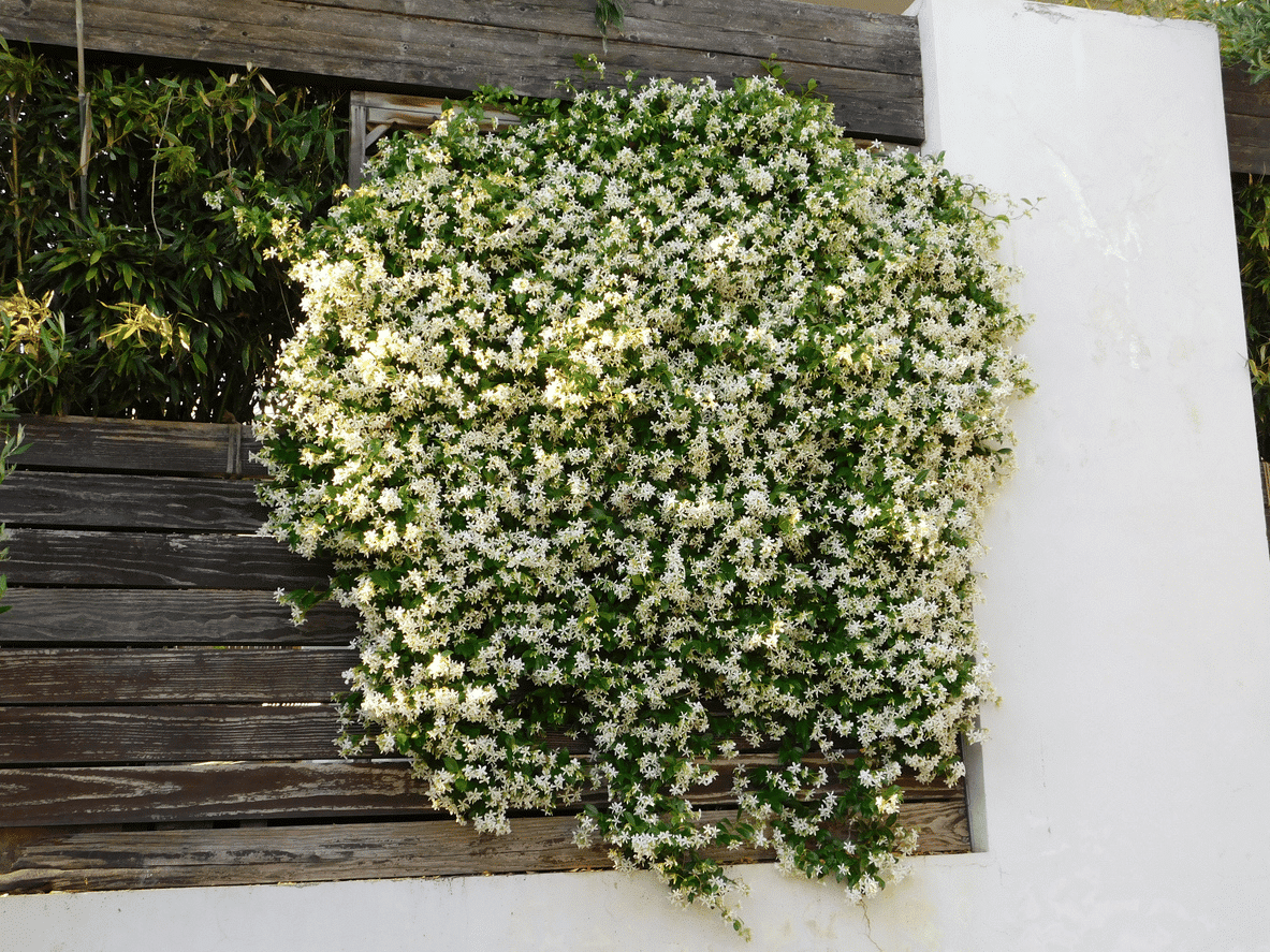 Le jasmin étoilé