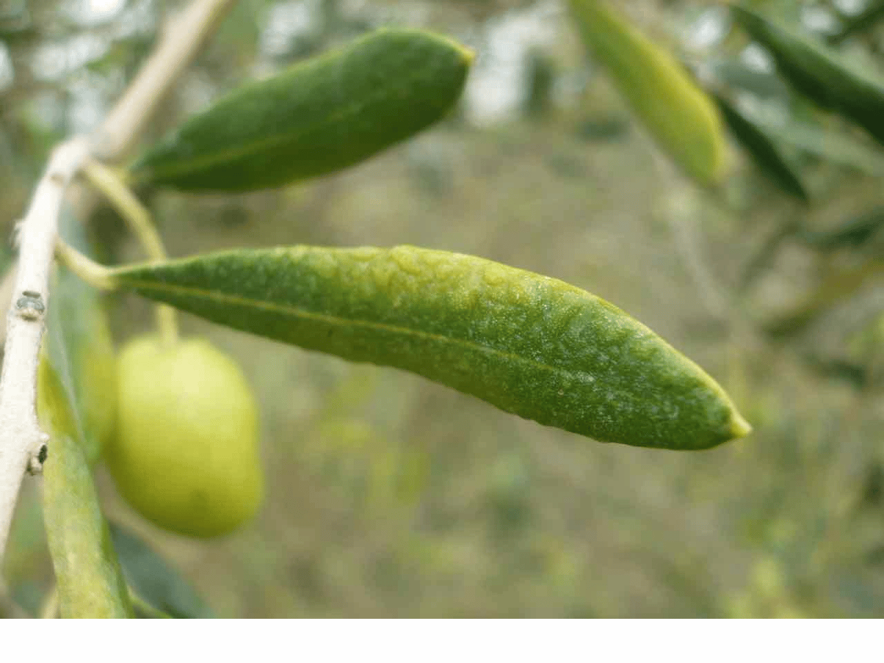 Le plomb de l’olivier
