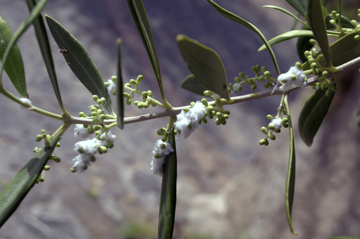 Le psylle de l’olivier