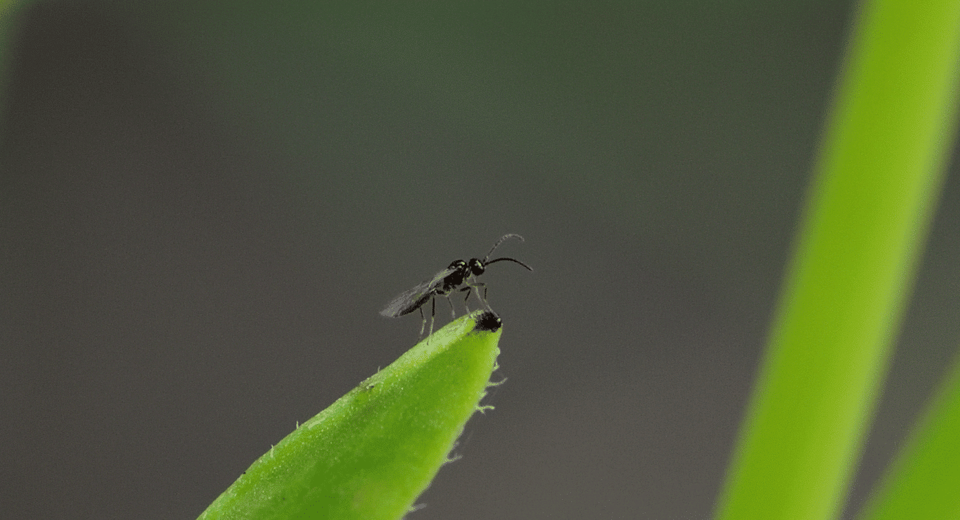 Le thrips de l’olivier