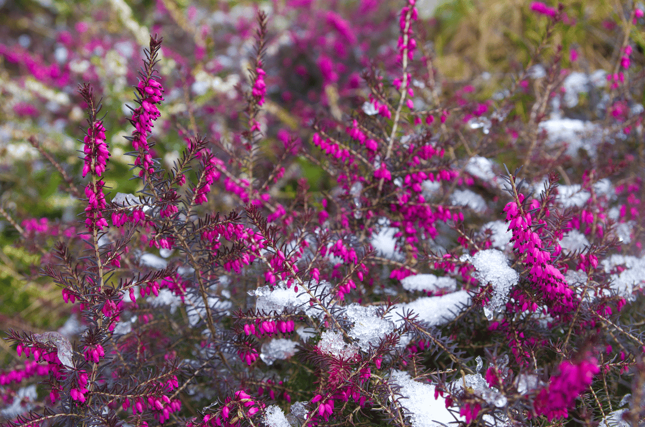 Quelles sont les plantes qui sont sensibles au froid ?