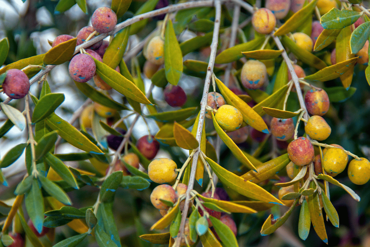Maladie de l’olivier : les maladies et leurs traitements