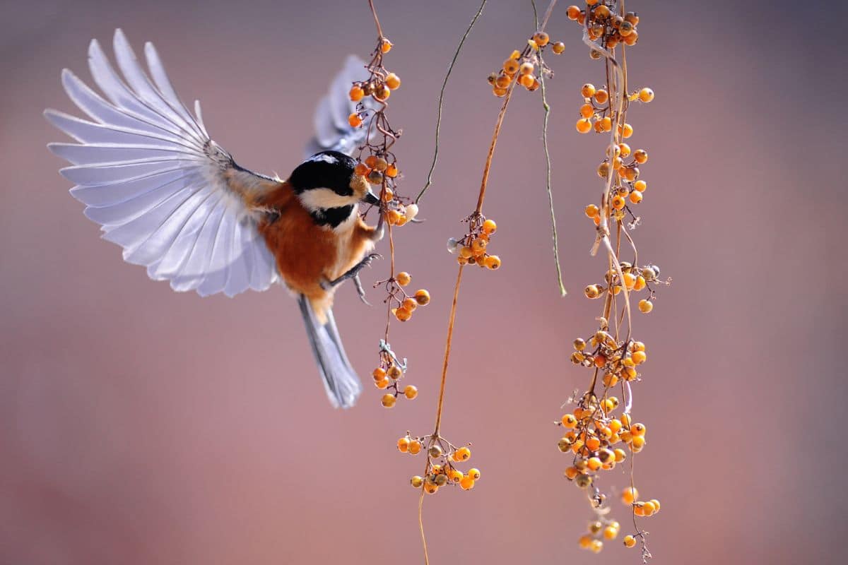 Oiseaux dans votre jardin six astuces naturelles et imparables pour les empêcher de manger vos fruits et vos légumes !