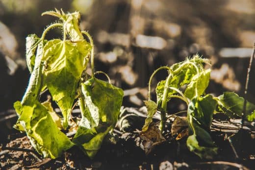 À épingler : Plante desséchée : Voici toutes les astuces rapides et efficaces pour réussir à la sauver !