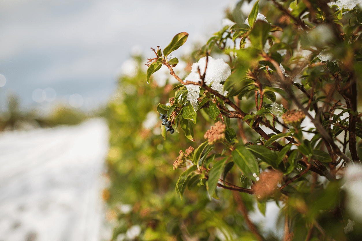 Plante extérieur qui ne gèle pas : 16 plantes qui résistent au gel