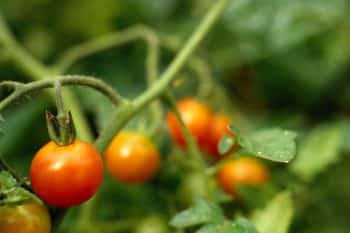 Plants de tomates Tout ce que vous devez savoir, notamment sur la coupe des gourmands, pour avoir une belle récolte !