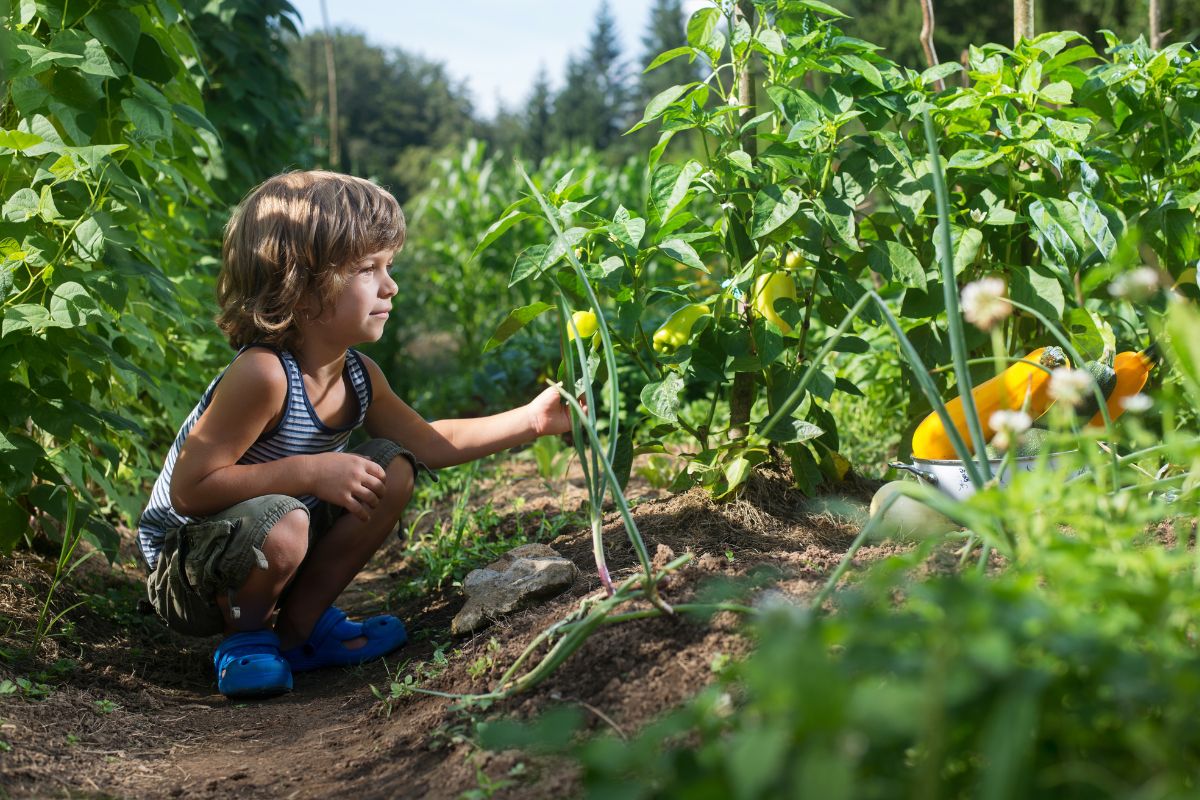 Potager l'automne approche à grands pas, quels légumes planter en septembre dans votre jardin