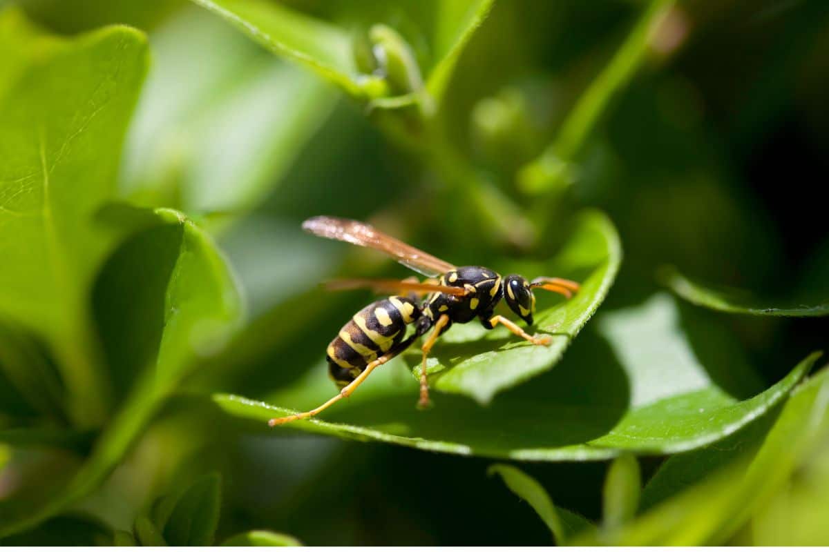 Présence de guêpes agressives dans votre jardin et votre maison en septembre quelle est la raison  On vous dit tout !