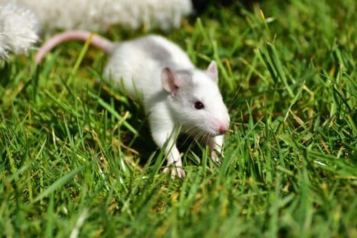 À épingler : Rats dans le jardin : cinq plantes à cultiver absolument pour faire fuir les rats dans votre jardin
