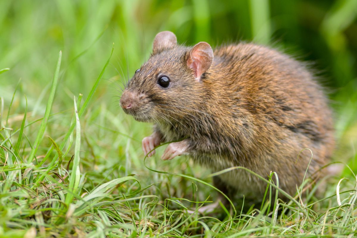 Rats dans votre jardin Les 6 astuces les plus efficaces pour vous en débarrasser une bonne fois pour toutes !