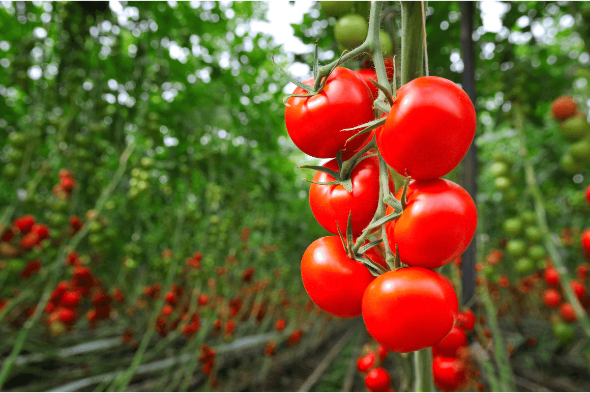 Plants de tomates : Alors que l'été se termine, voici X conseils pour vous aider à prolonger votre récolte !