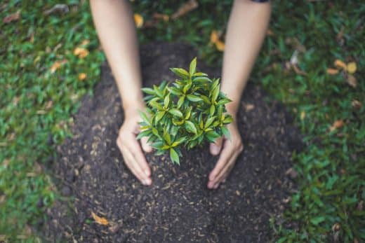 À épingler : Guide complet : Voici quand et comment planter un arbre ainsi que les erreurs à éviter !
