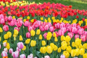 Tulipes quand planter leurs bulbes pour être sûr d'avoir une floraison printanière On vous dit tout !