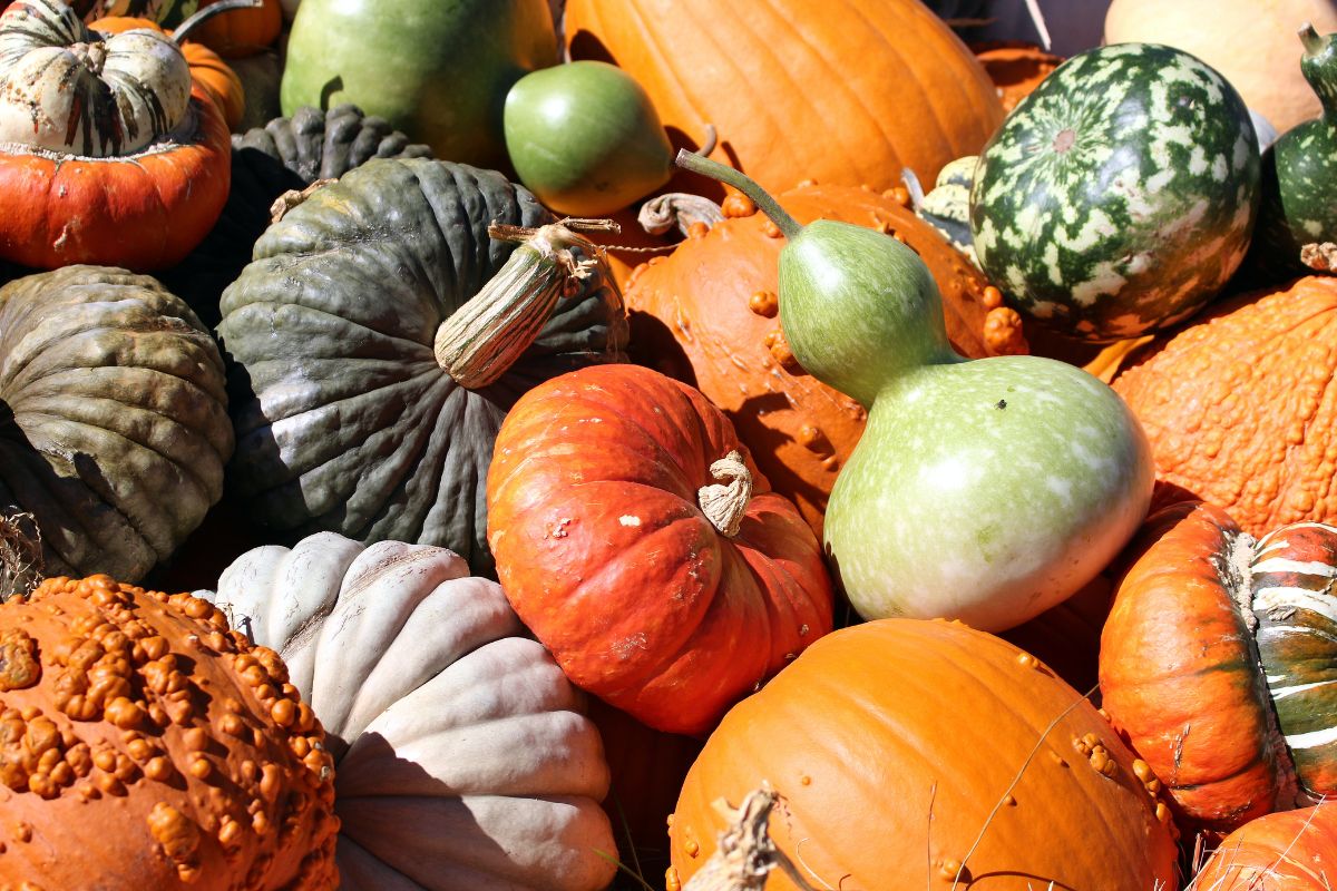 Courges : voici notre guide ultime pour connaître les différentes variétés, de la plus délicieuse à la plus simple à cuisiner !