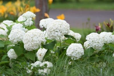 Hortensias et leur hivernage : voici les erreurs à éviter absolument pour ne pas qu'elles se fanent !