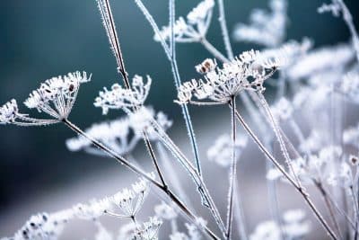 Fleurs et hiver : quelles sont les plantes qui résistent au gel ? Voici notre sélection !