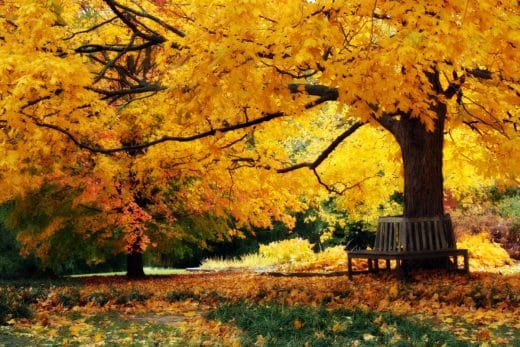 À épingler : Automne dans le jardin : quels arbustes faut-il tailler avant l’arrivée de l’hiver ?
