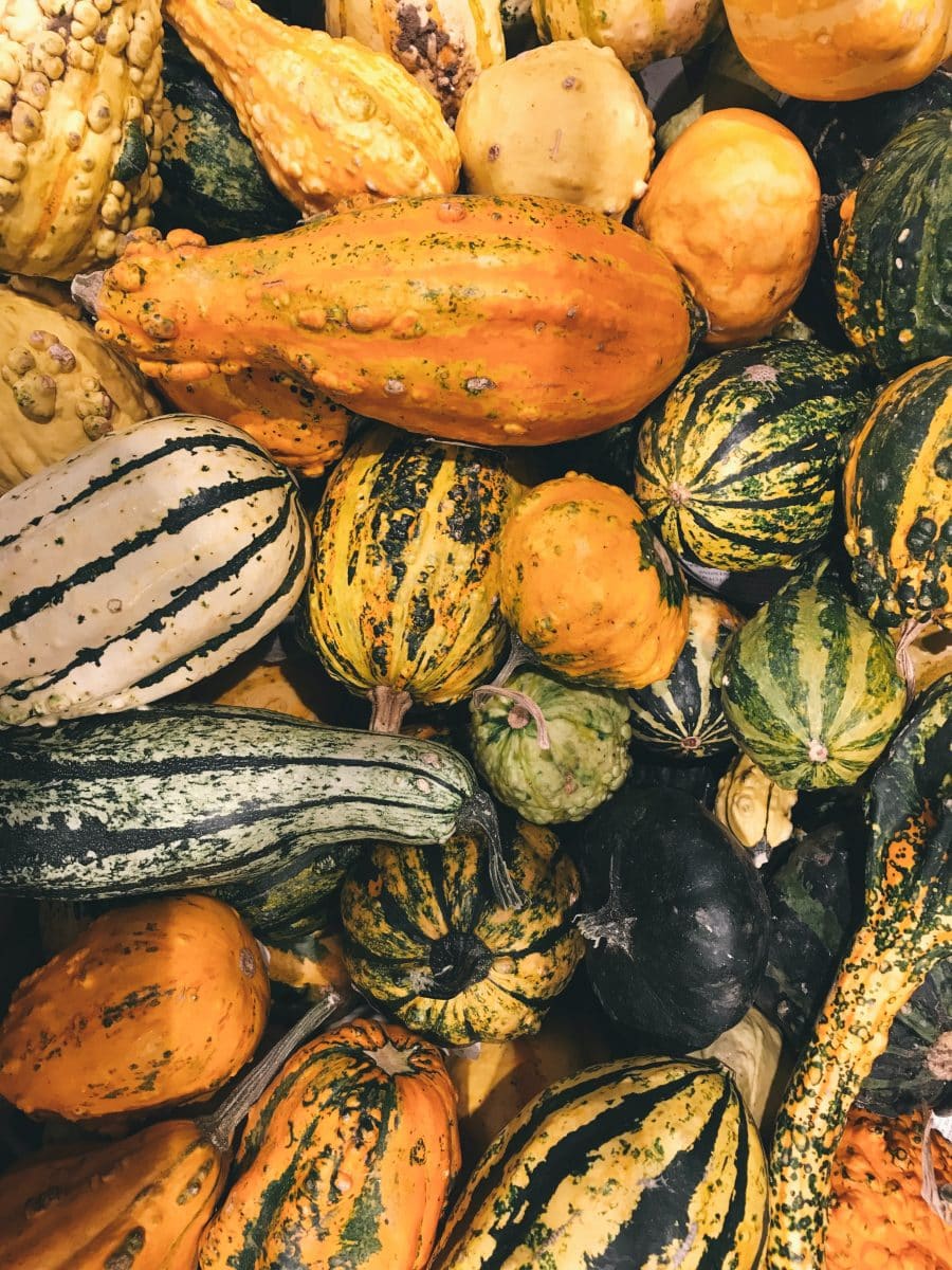 des courges assemblées dans une canette 