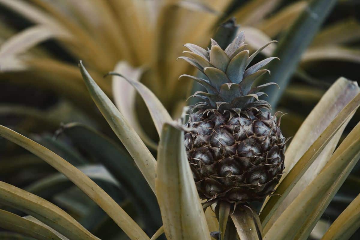 Ananas en pot