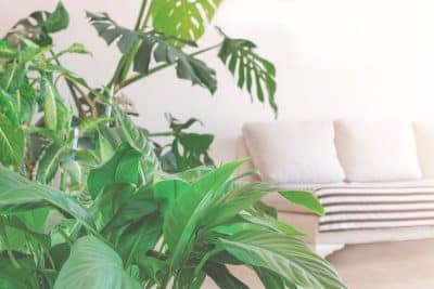 Plante intérieur ne pas mettre dans une chambre