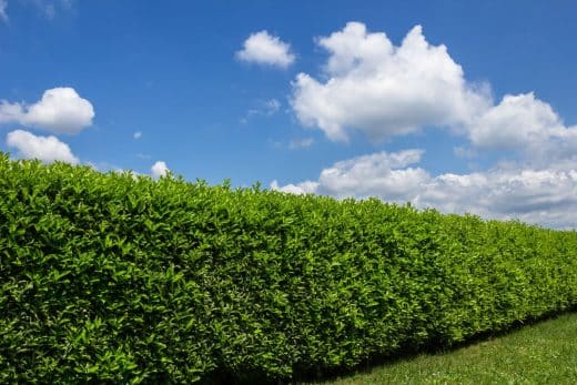 À épingler : Haie naturelle : pourquoi et comment en planter une pour faire office de brise-vue naturel dans votre jardin cet automne ?