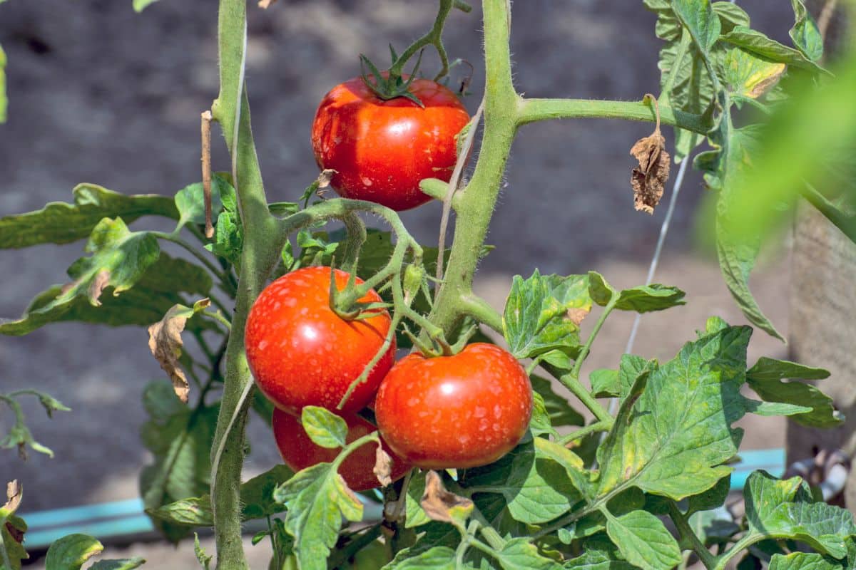 Jardin : Conserver un pied de tomate en automne, c'est possible ? Réponse ici !