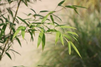 Plante qui perd ses feuilles : voici comment faire pour la sauver et avoir des végétaux en bonne santé !