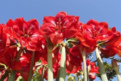 Jardin : Voici comment faire pour refleurir une amaryllis !