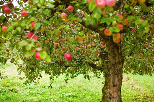 À épingler : Pommier : quand le tailler ? Comment faire pour qu’il soit en bonne santé ? Tout savoir pour une meilleure récolte