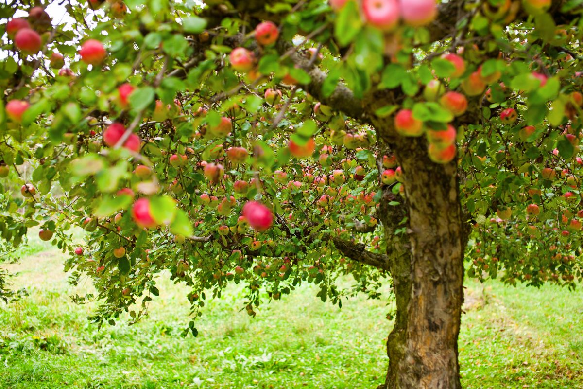 Pommier : quand le tailler ? Comment faire pour qu'il soit en bonne santé ? Tout savoir pour une meilleure récolte