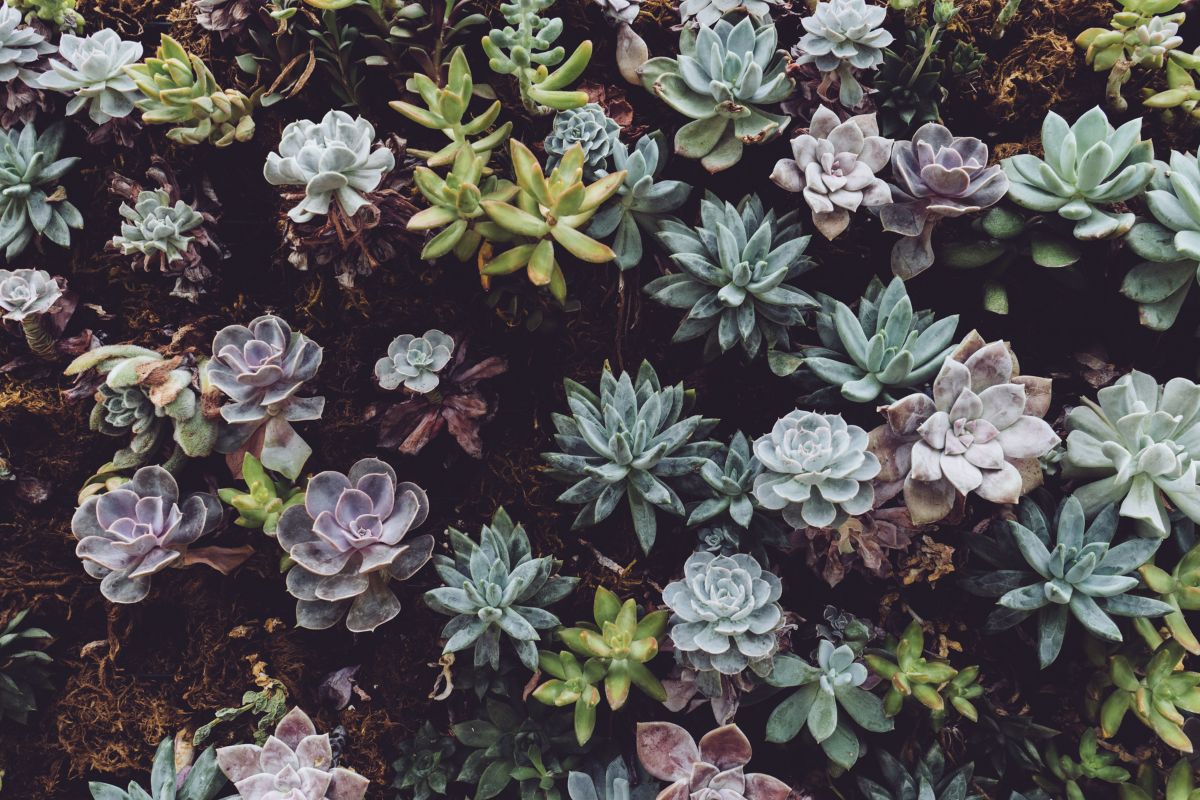 Jardin : faut-il rentrer ses succulentes en hiver ? Suivez le guide !