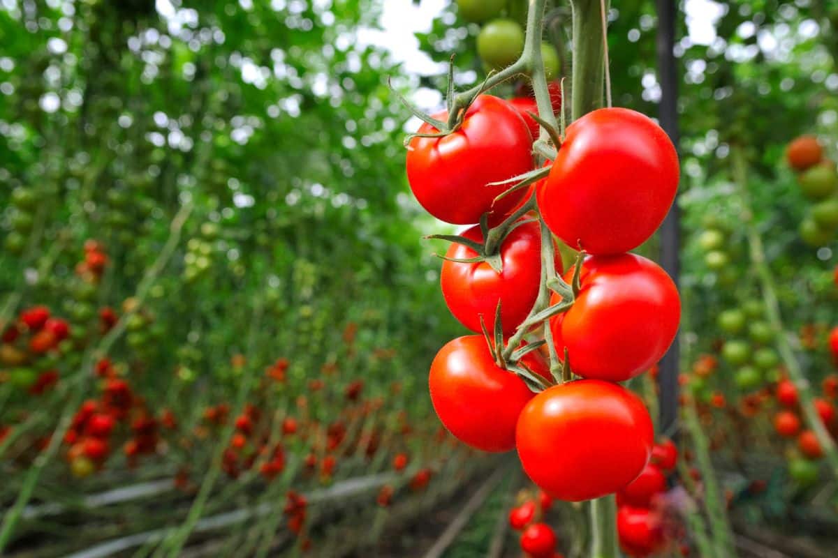 Tomates dans le compost : quels sont les risques ? Faut-il le faire ? Réponse ici !