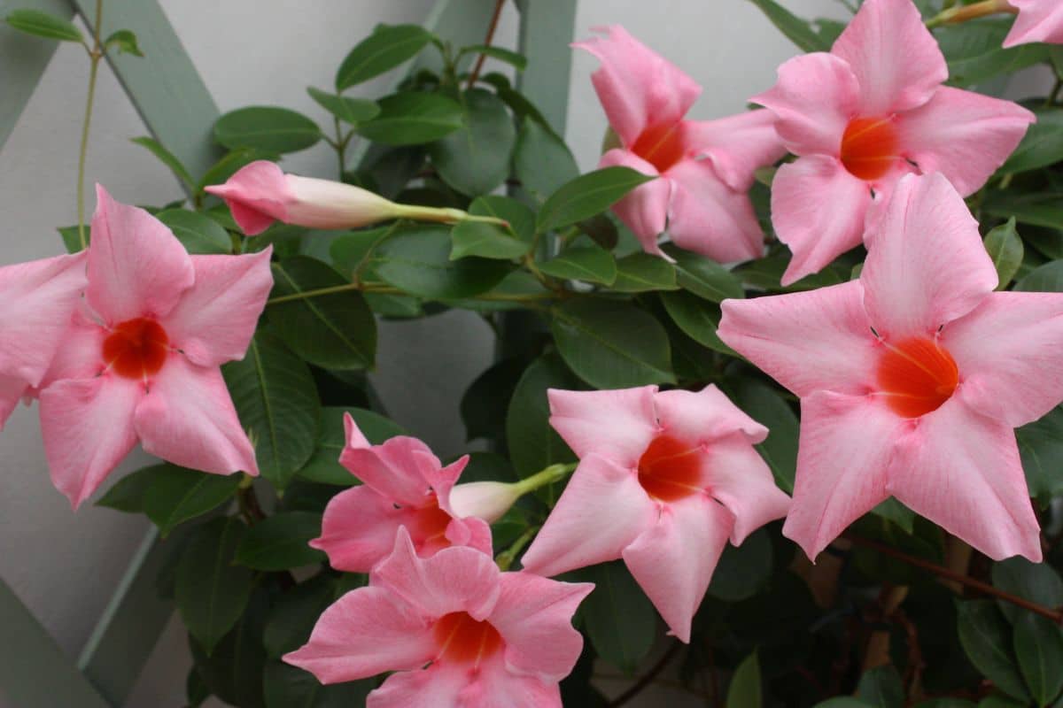 Jardin : Tout ce que vous devez savoir sur l'hivernage et la conservation d'un mandevilla en hiver !