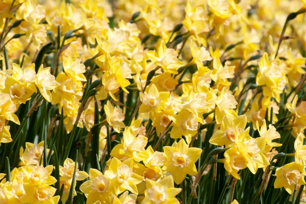 Jardin : quelles fleurs et plantes planter en automne pour un beau jardin au printemps ?