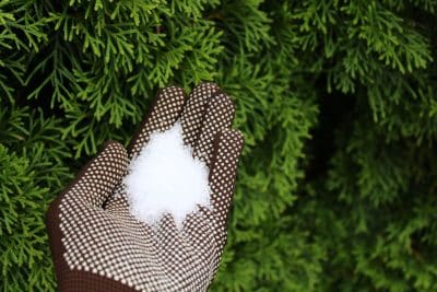 Sel dans le jardin : est-ce réellement bénéfique pour les plantes ? On vous dit tout !