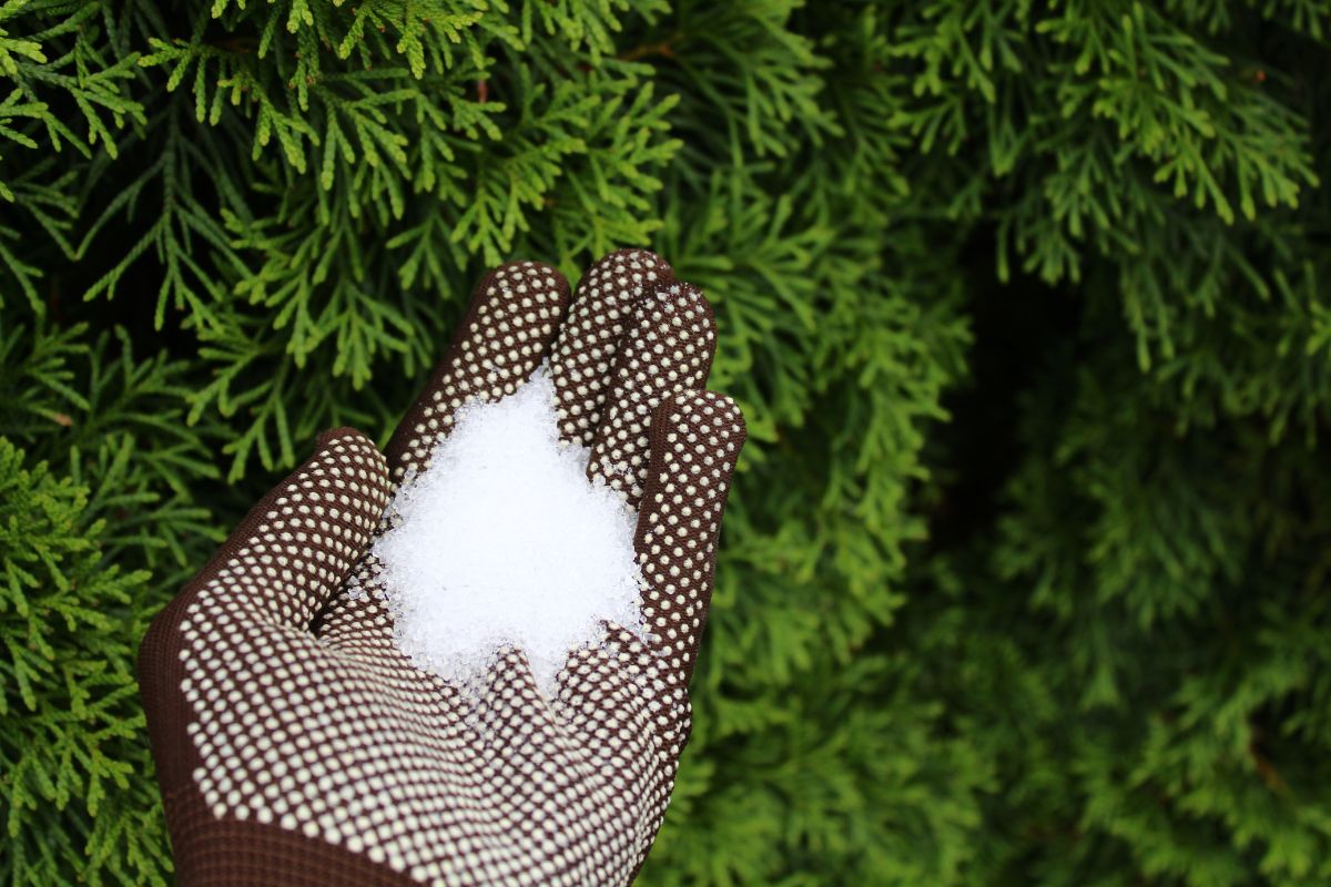 Sel dans le jardin : est-ce réellement bénéfique pour les plantes ? On vous dit tout !