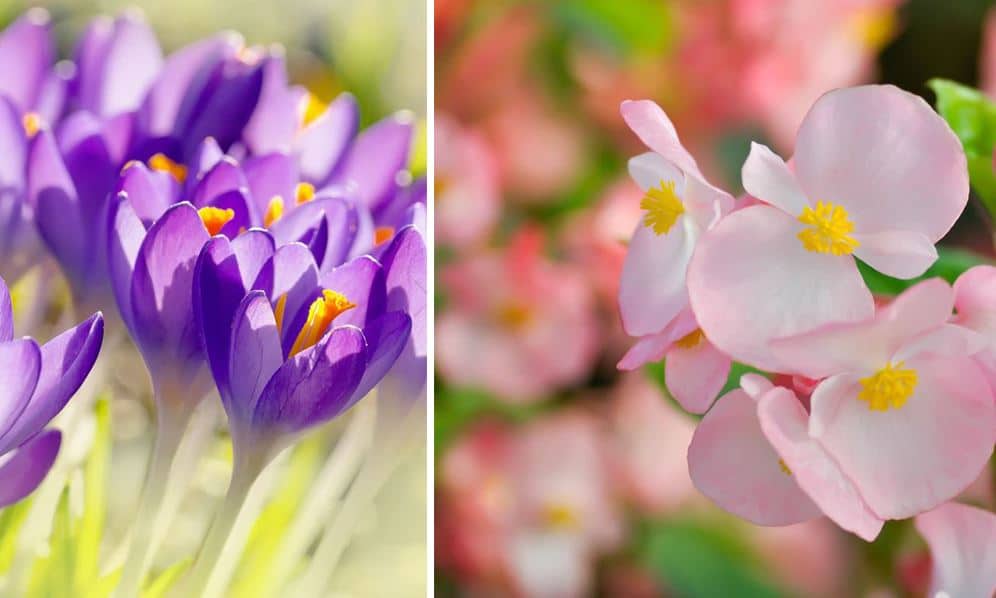 fleurs d'automne jardin