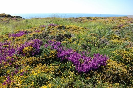 À épingler : Zoom sur la terre de bruyère : comment utiliser cette terre sablonneuse et quelles fleurs y planter ?